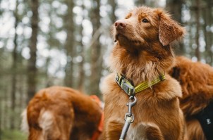 hurtta-bergen-2019-4035